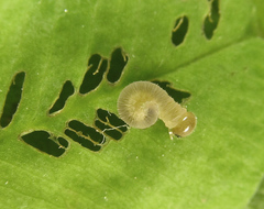 Tenthredo notha notha