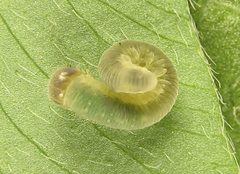 Tenthredo notha notha