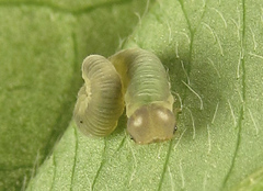 Tenthredo notha notha