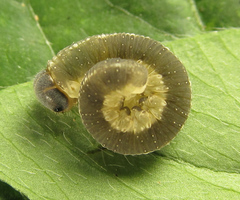 Tenthredo notha notha