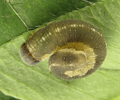 Tenthredo notha notha