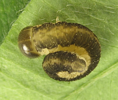 Tenthredo notha notha