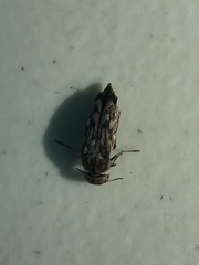 Yakuhananomia bidentata