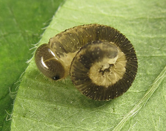 Tenthredo notha notha