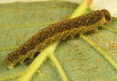 Tenthredo notha notha