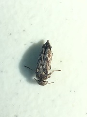 Yakuhananomia bidentata