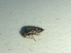 Yakuhananomia bidentata