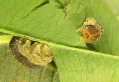 Tenthredo notha notha