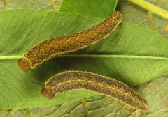 Tenthredo notha notha