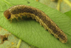 Tenthredo notha notha