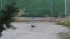 Felis catus
