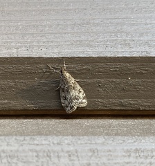 Eudonia truncicolella