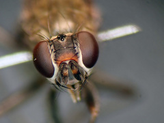 Trichopalpus fraternus