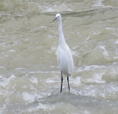 Egretta garzetta