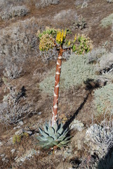 Agave sebastiana