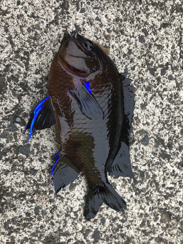 Photo of Canary damsel (Abudefduf luridus)