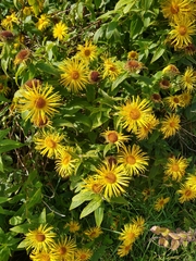 Inula