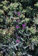 Astragalus magdalenae