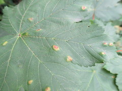 Aceria pseudoplatani