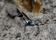 Sceliphron argentifrons