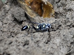 Sceliphron argentifrons