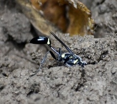 Sceliphron argentifrons