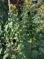Rudbeckia occidentalis