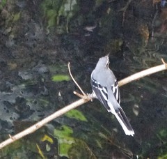 Motacilla clara