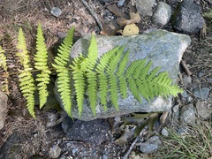 Dennstaedtia