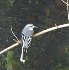 Motacilla clara