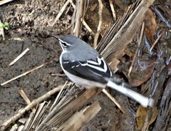 Motacilla clara