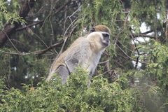 Chlorocebus aethiops