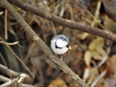 Motacilla clara