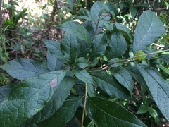 Cordia alliodora