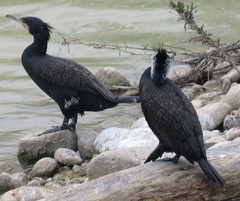 Phalacrocorax carbo