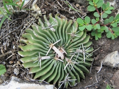 Echinofossulocactus phyllacanthus