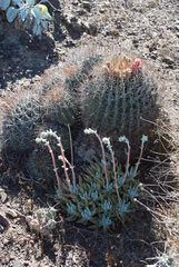 Dudleya albiflora