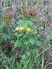 Hypericum tetrapterum