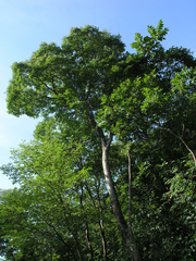 Fraxinus mandshurica