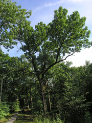 Fraxinus mandshurica