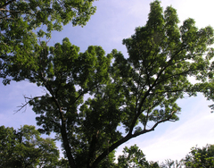 Fraxinus mandshurica