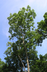 Fraxinus mandshurica