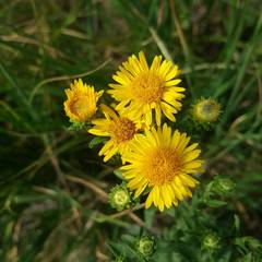 Pentanema spiraeifolium