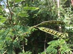 Zapoteca portoricensis