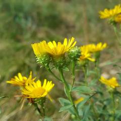 Pentanema spiraeifolium