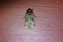 Xestia normanianus