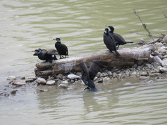 Phalacrocorax carbo