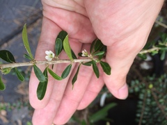 Ditaxis fasciculata