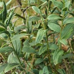 Pentanema spiraeifolium