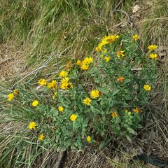 Pentanema spiraeifolium